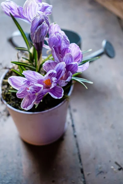 Jarní Květiny Květináči — Stock fotografie