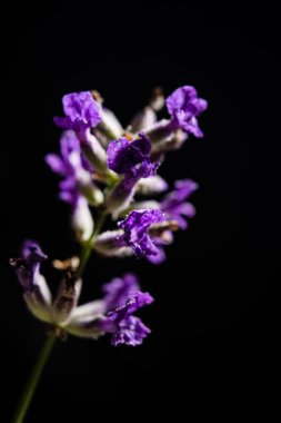 Siyah arka planda güzel bir çiçek.