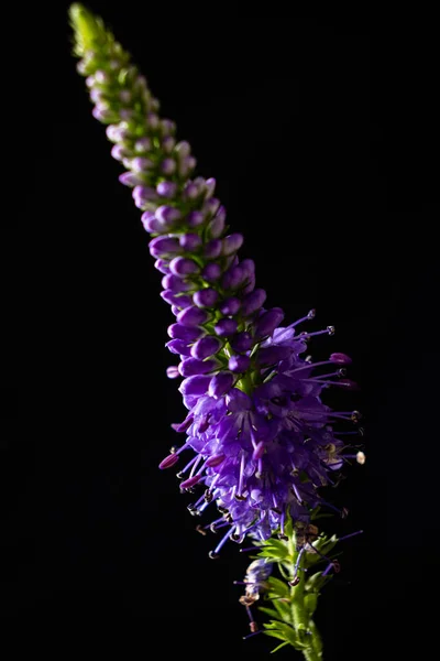 Siyah Arka Planda Güzel Bir Çiçek — Stok fotoğraf