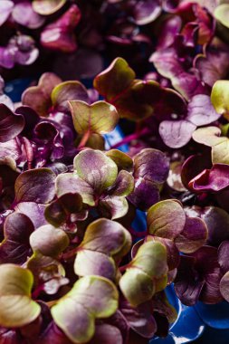 Yeşil turp filizleri, küçük filizli turp.