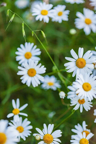 Fleurs Marguerite Dans Jardin — Photo