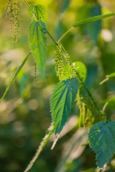 Sun Stinging Nettles Dioica Urtica Nettle Green Background — Stock Photo, Image