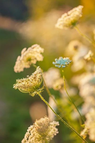 Floraison Prairie Fleurs Sauvages Pétales Fleurissent — Photo