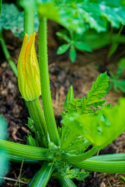 Organic Zucchini Garden — Stock Photo, Image