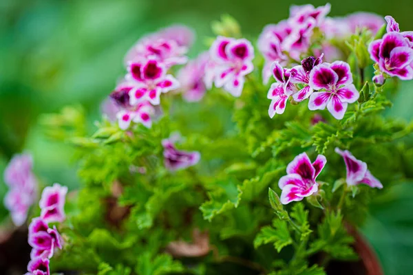Flores Pelargonium Jardim — Fotografia de Stock