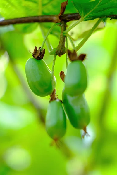 Actinidia Bobule Organické Zahradě — Stock fotografie