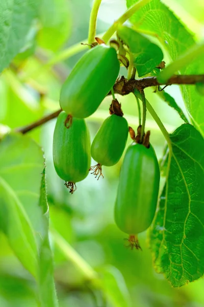 Actinidia Berries Organic Garden — Stock Photo, Image