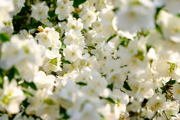 Jasmín Keř Květiny Zahradě Během Období Květu — Stock fotografie