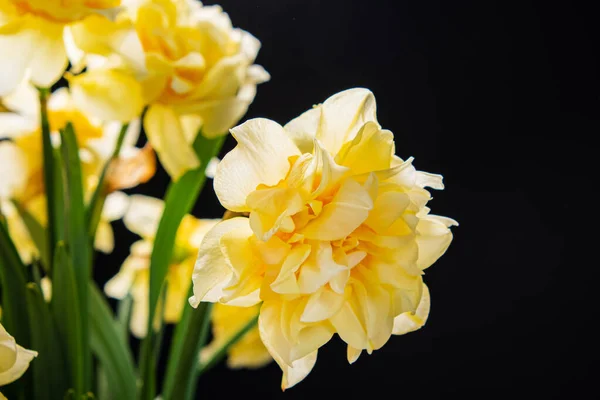 Daffodils Glass Vase — Stock Photo, Image