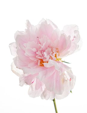 Beyaz arka planda pembe şakayık