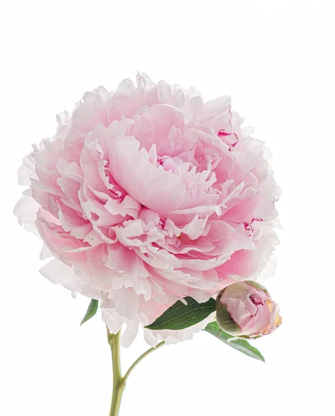 Peonia Rosa Sullo Sfondo Bianco — Foto Stock