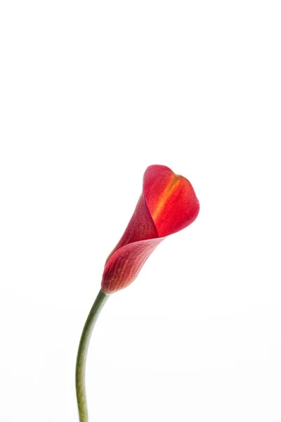 Κόκκινο Calla Στο Λευκό Φόντο — Φωτογραφία Αρχείου