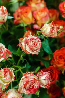 Büyük güzel bir buket gül çiçeği.