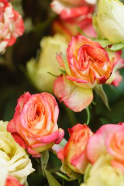 Gül çiçek yakın çekim