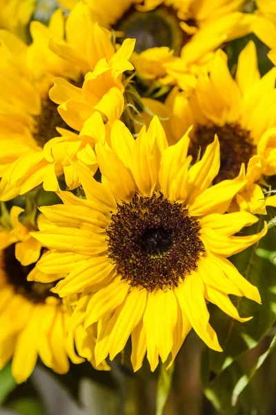 Sonnenblumen Frische Gelbe Blumen Und Blütenblätter — Stockfoto