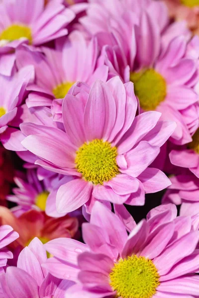 Closeup View Beautiful Blooming Chrysanthemum Flowers — Stock Photo, Image