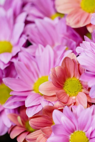 Närbild Bild Vackra Blommande Krysantemum Blommor — Stockfoto