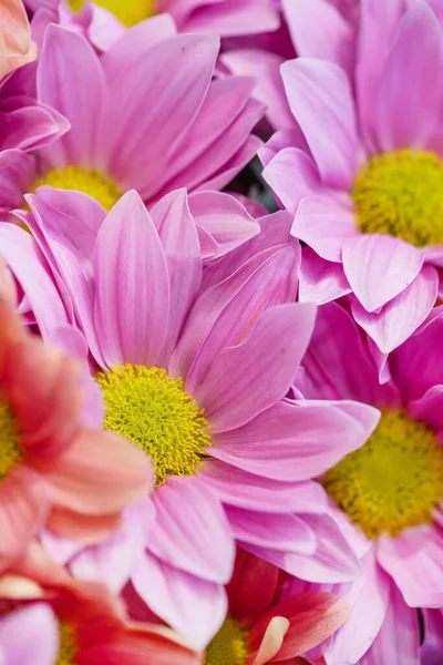 Nahaufnahme Von Schönen Blühenden Chrysanthemenblumen — Stockfoto
