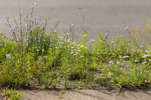 夏の日に道路近くの野生の花 — ストック写真