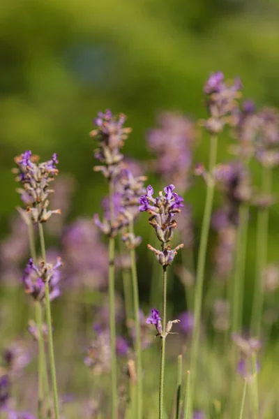 Fresh Lavender Garden — Stock Photo, Image