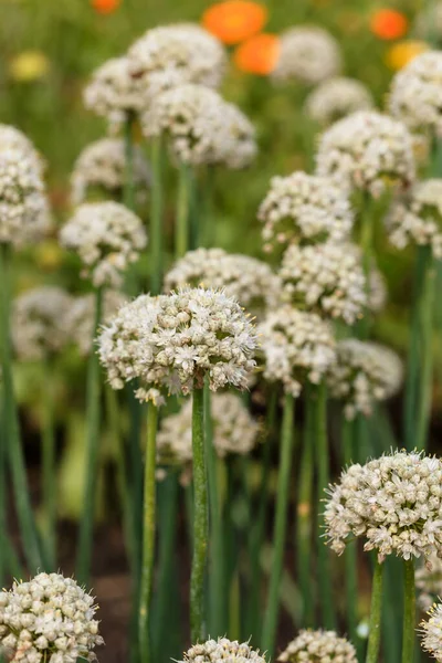 Kwiaty Allium Ogrodzie — Zdjęcie stockowe