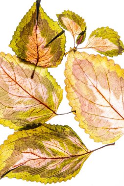 Beyaz arkaplanda çeşitlendirilmiş yapraklar