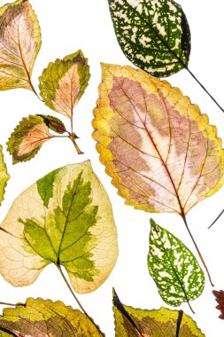 Beyaz arkaplanda çeşitlendirilmiş yapraklar