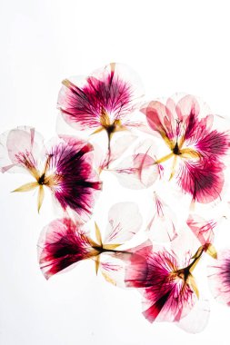 Beyaz arkaplanda kuru akarsular