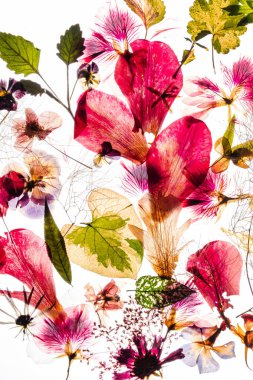 Beyaz arkaplanda kuru akarsular