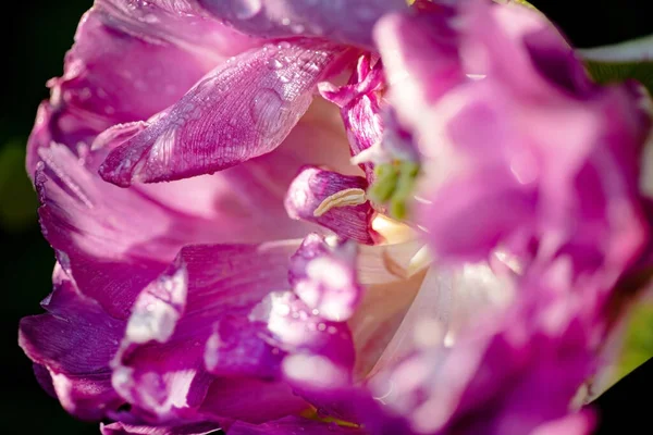 Pétalas Tulipa Com Gotas Água — Fotografia de Stock