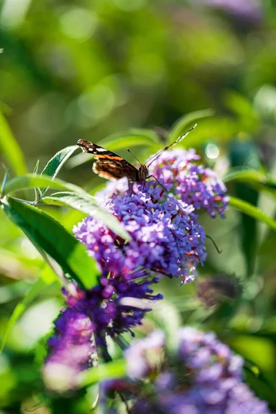 庭で蝶とBuddleja Davidi — ストック写真