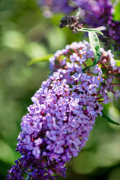 Buddleja Davidii Butterfly Garden — Stock Photo, Image