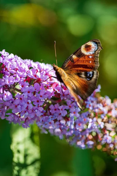 Buddleja davidii with butterfly in garden
