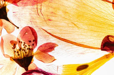 Beyaz arkaplanda kuru çiçekler