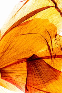 Beyaz arkaplanda kuru çiçekler