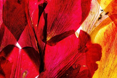 Beyaz arkaplanda kuru çiçekler