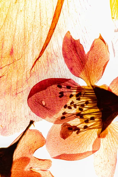 Suché Květiny Bílém Pozadí — Stock fotografie