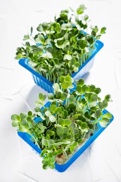 Microgreens Orgánicos Caja — Foto de Stock