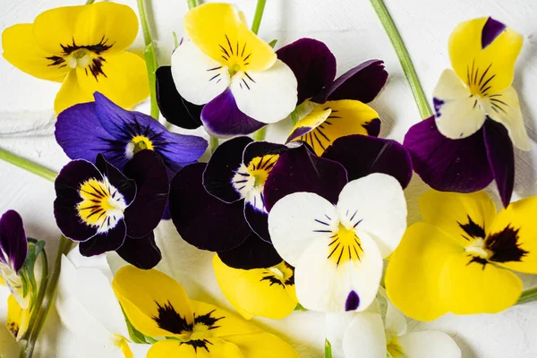 Pansy Flowers White — Stock Photo, Image