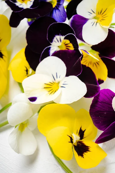 Pansy Flowers White — Stock Photo, Image