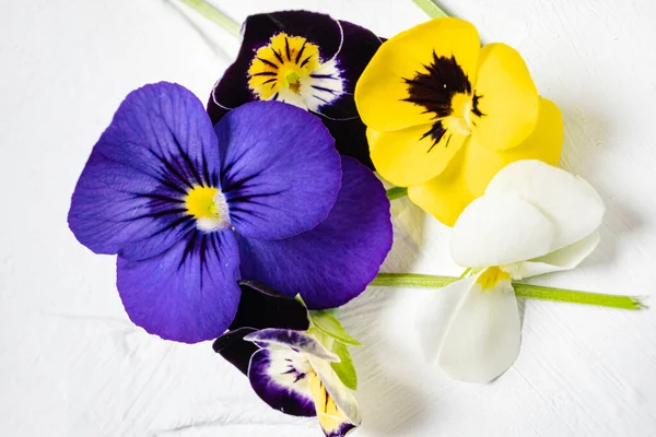 Fiori Viscidi Sul Bianco — Foto Stock