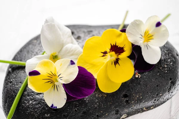 Pansy Blommor Vita — Stockfoto