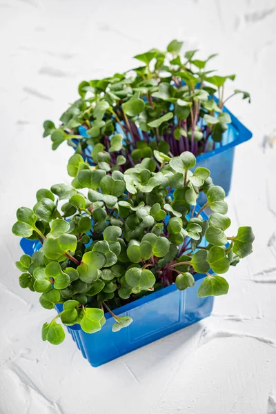 Organic Microgreens Box — Stock Photo, Image
