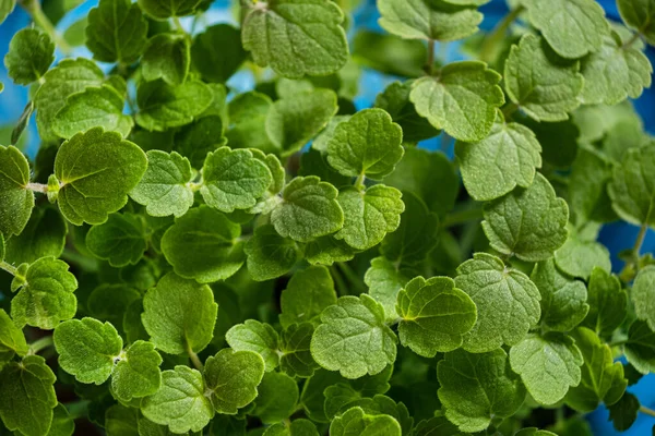 Organiskt Mikrogrönt Lådan — Stockfoto