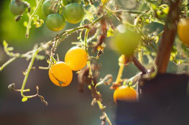 Sarı kiraz domates kapsayıcısında