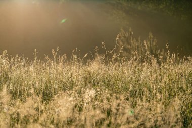 Yerli otlar ve yabani otlar