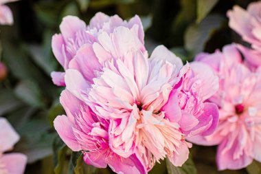 Yaz bahçesinde pembe Şakayık