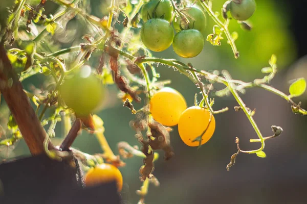 Tomates Cherry Amarillos Recipiente — Foto de Stock