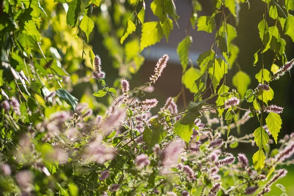 Fleurs Menthe Dans Jardin — Photo