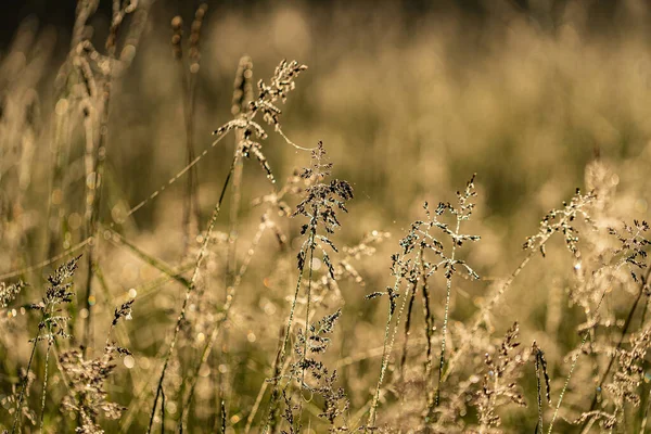 Natywne Trawy Chwasty Polu — Zdjęcie stockowe